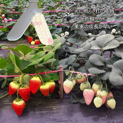 Συμπαγές φως ανάπτυξης LED με πλήρες φάσμα + 660nm και αδιάβροχο IP68 για ανάπτυξη φυτών σε εσωτερικούς χώρους